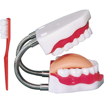 牙护理保健模型(28颗牙)(放大5倍)