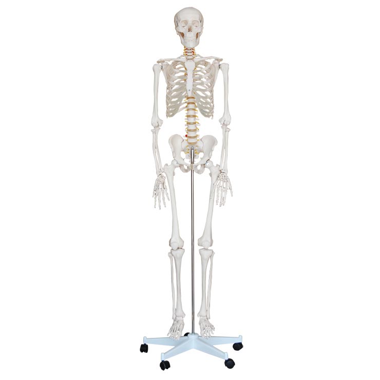 人体骨骼模型（高170cm）