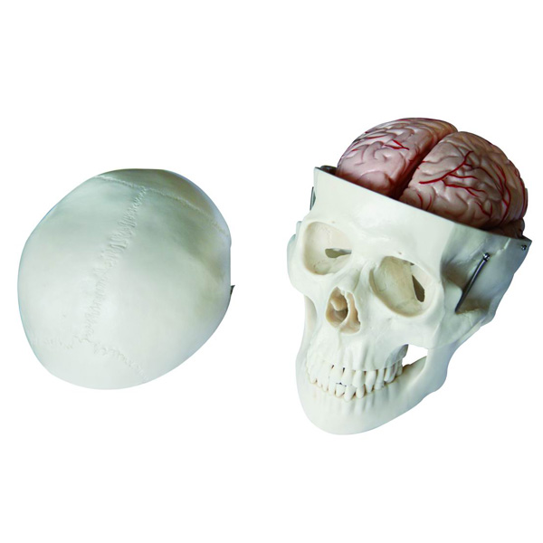 头骨带8部分脑动脉模型