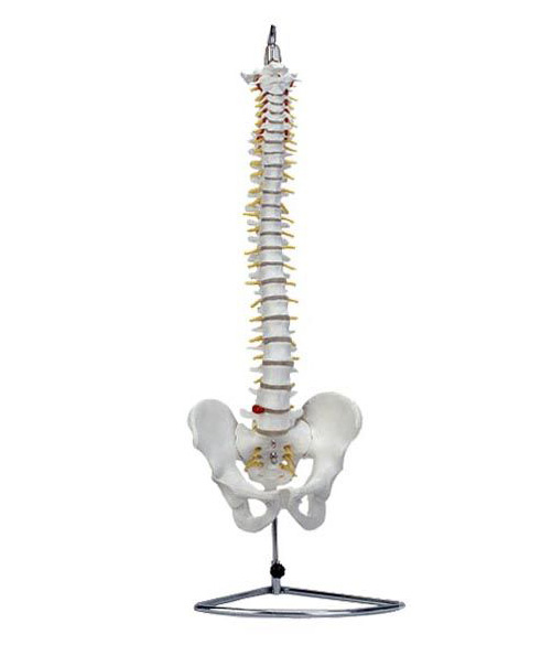 自然大脊椎模型(带骨盆）
