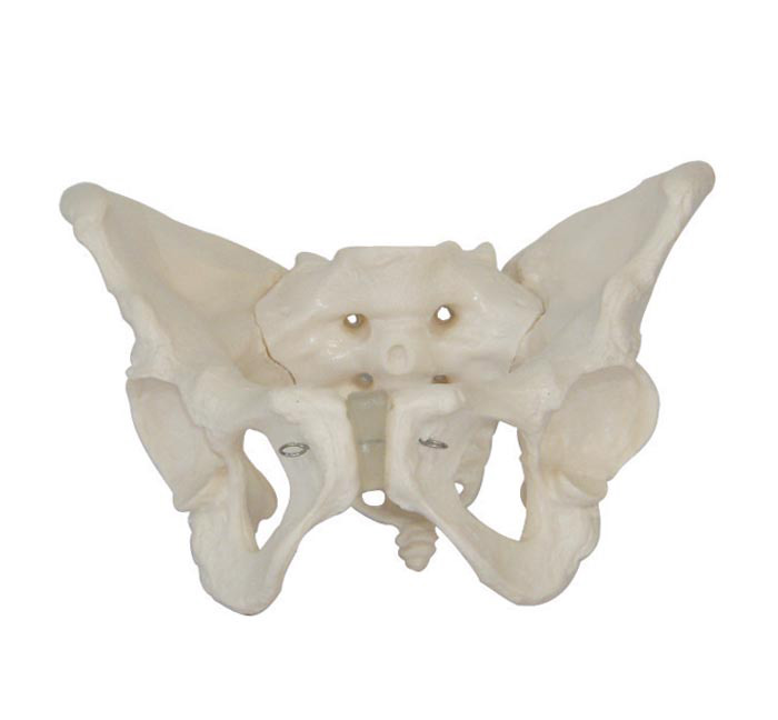 女性骨盆盆骨模型