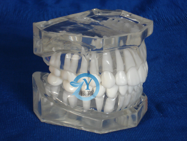 标准水晶牙列模型(无颌架)