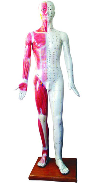 人体针灸模型 178CM（带肌肉解剖）
