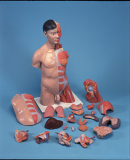 豪华型两性亚洲人带肌肉臂躯干模型(33部分)