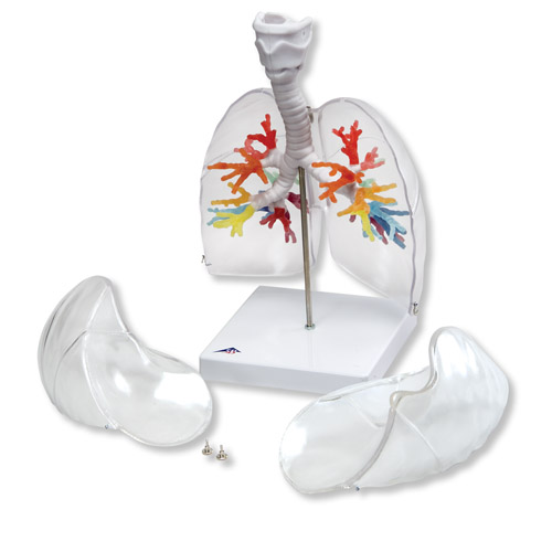 进口CT支气管带咽喉和透明肺叶-德国3B-G23/1