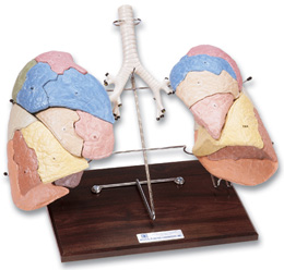 进口肺分区复制模型-德国3B-W47029