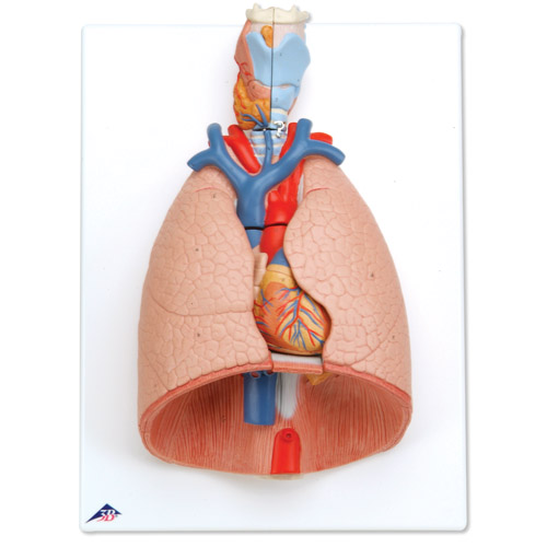 进口带咽喉肺模型(7部分)-德国3B-G15