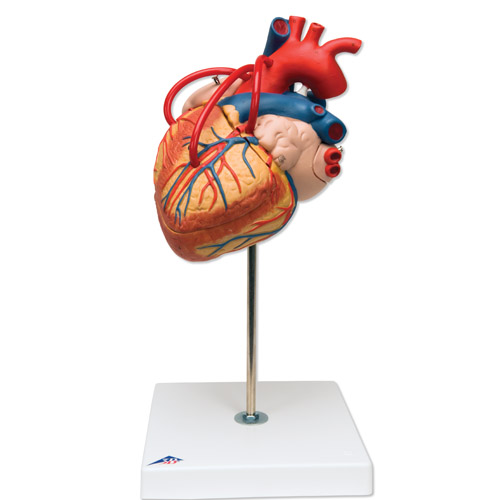 进口心脏搭桥的心脏模型(实物的2倍)4部分