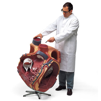 进口巨型心脏模型(实物的8倍)-德国3B-VD250