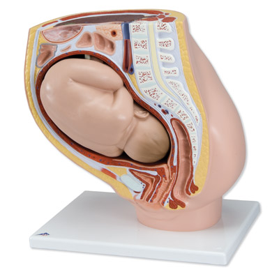 进口妊娠骨盆模型(2部分)-德国3B-VG381