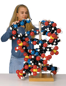 进口巨型DNA模型-德国3B-W42580