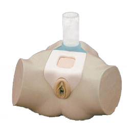 插管模拟器-供女性尿管和耻骨上膀胱导管插管临床研究