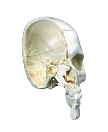 进口颅模型骨半颅4部分-德国3B-A280