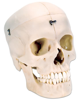 进口头颅骨模型(4部分)-德国3B-A281