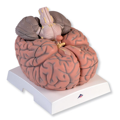 进口巨型脑模型(实物的2.5倍)14部分-德国3B