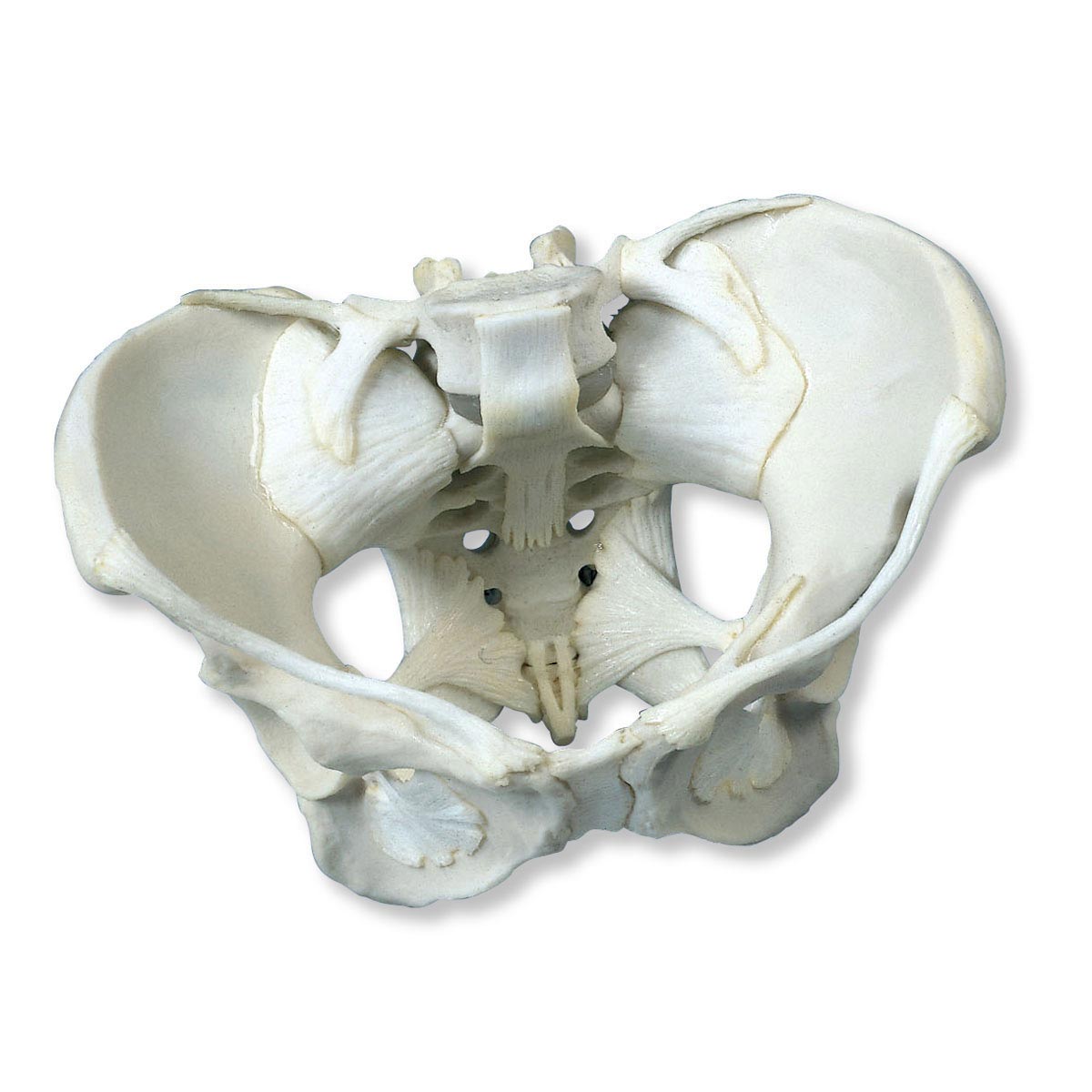 进口带韧带的女性骨盆模型分-德国3B-W19012