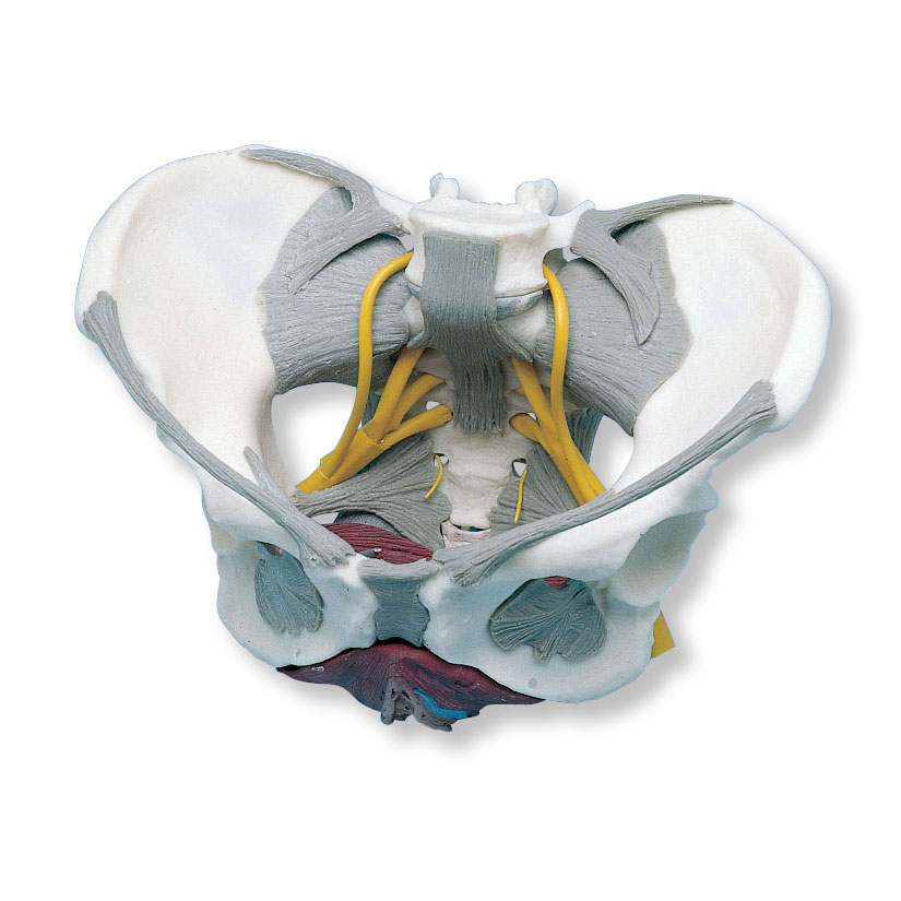 进口带韧带、神经和底肌的女性骨盆模型-德国3B
