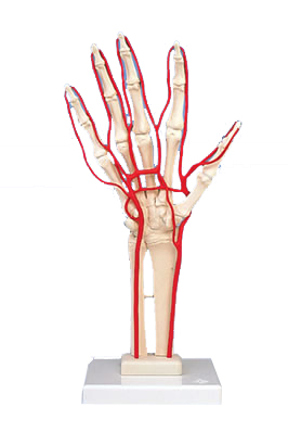 进口带动脉的手骨骼-德国3B-M17