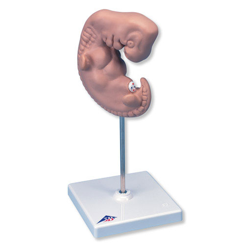 进口胚胎模型-德国3B-L15