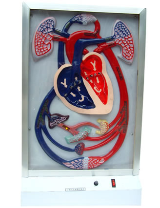 心脏搏动与血液循环电动模型