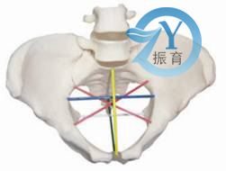 骨盆测量示教模型