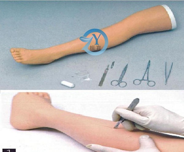 高级外科缝合下肢模型