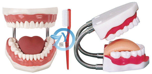 牙护理保健模型（28颗牙）（放大5倍）