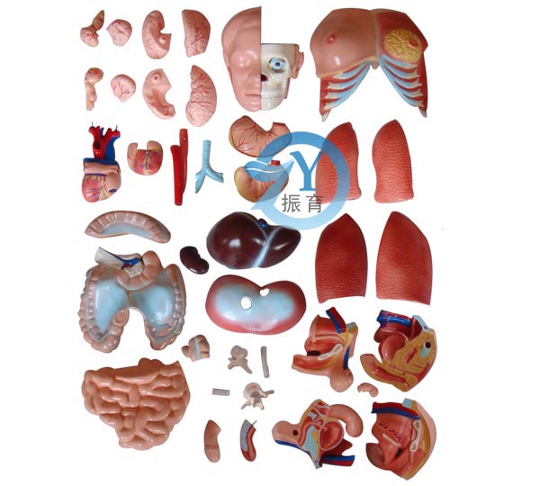 两性互换躯干模型85cm(40件)