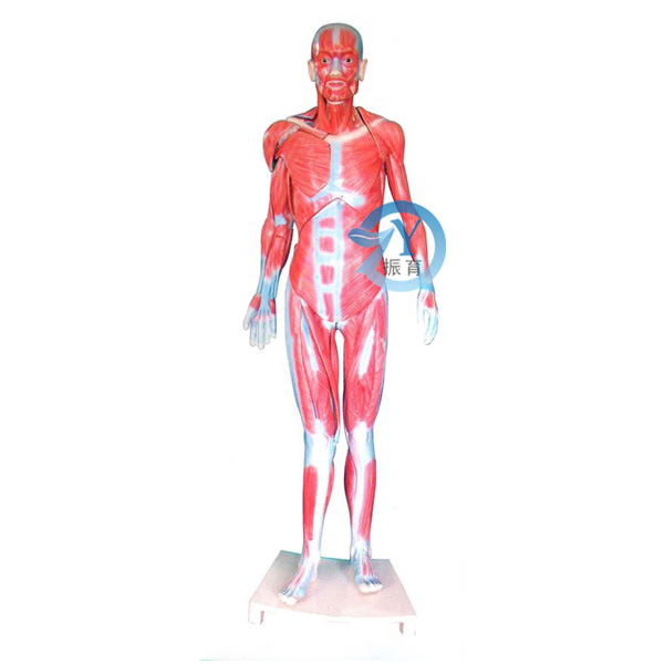 全身肌肉解剖模型(自然大)
