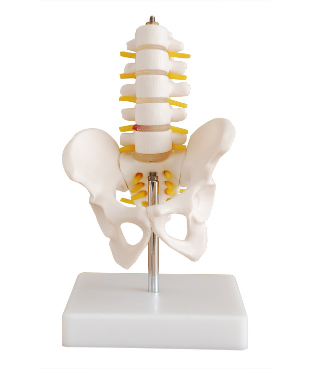 小型骨盆带五节腰椎模型