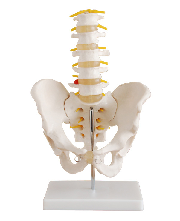 骨盆带五节腰椎模型（自然大）