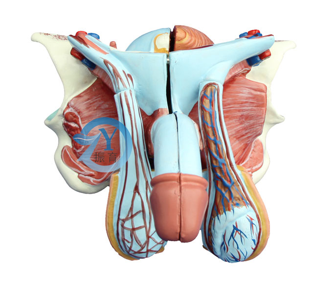 高级男性内外生殖器模型5件
