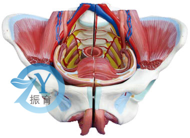 高级女性骨盆附生殖器与血管神经模型