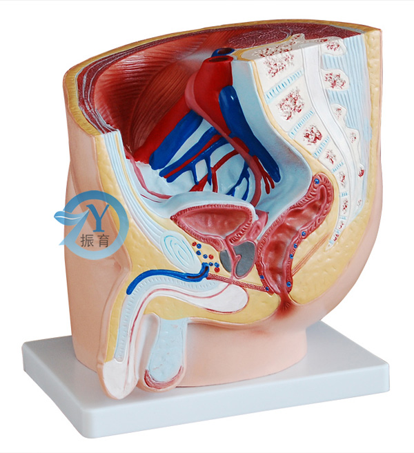 男性盆腔正中矢状解剖模型(1件)