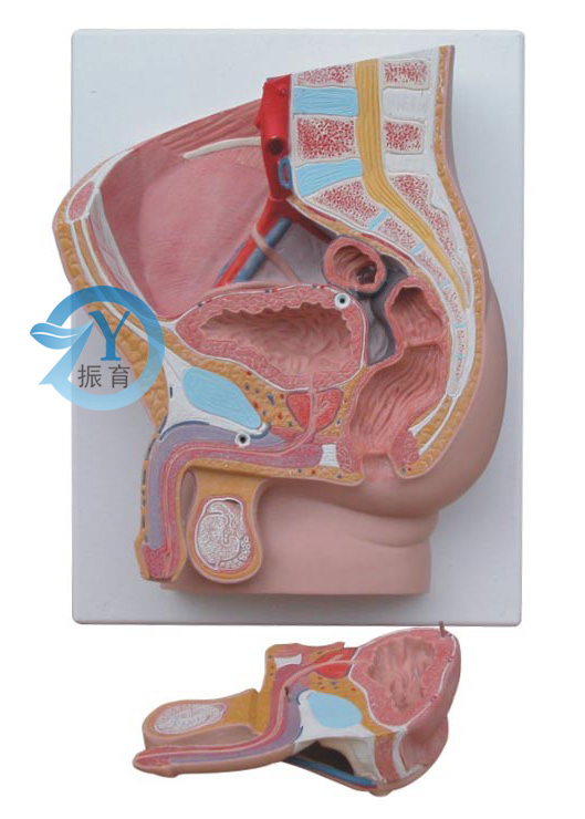 男性矢状解剖模型