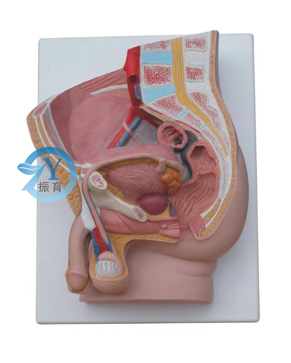 男性矢状解剖模型