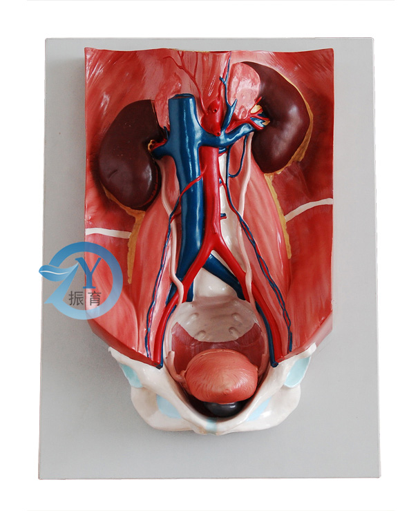 泌尿系统模型