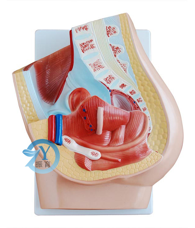 女性盆腔正中矢状解剖模型(2件)