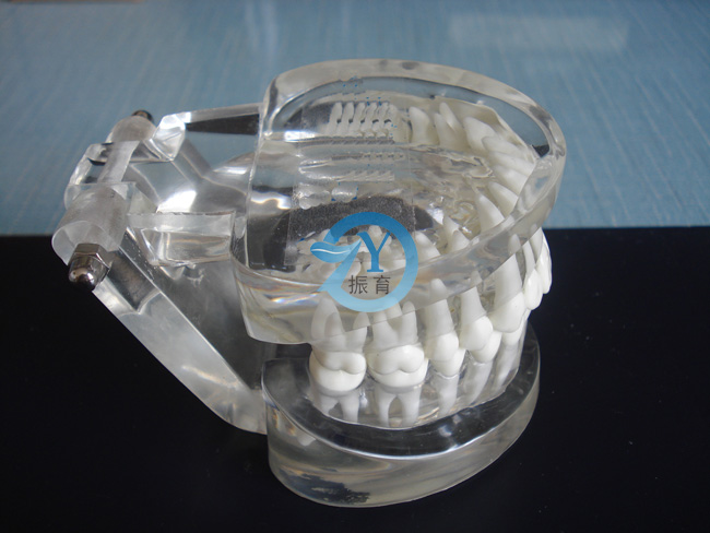 标准水晶牙列模型(带颌架)