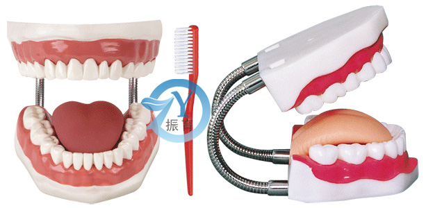 牙护理保健模型