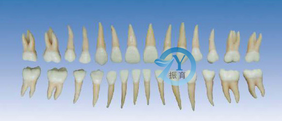 双色恒牙模型