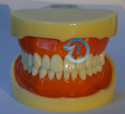 标准牙颌模型B