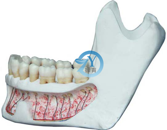 仿真下颌骨