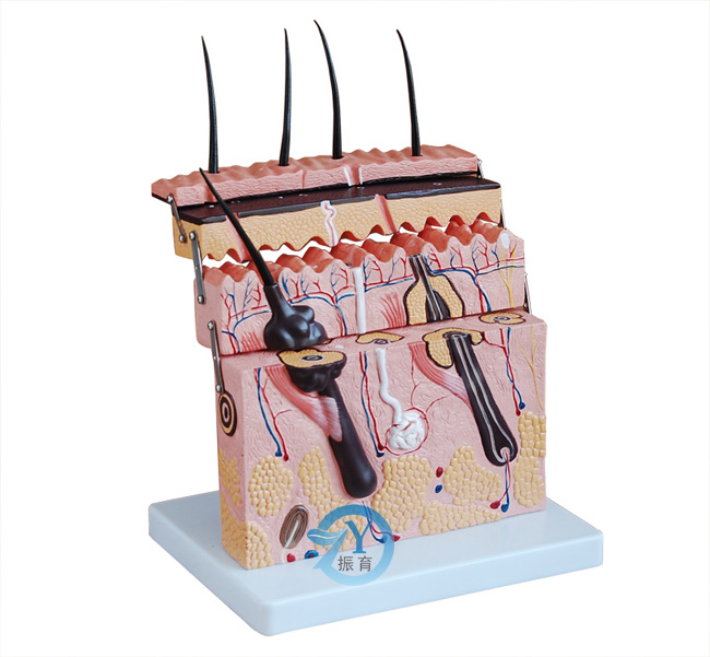 皮肤切面模型