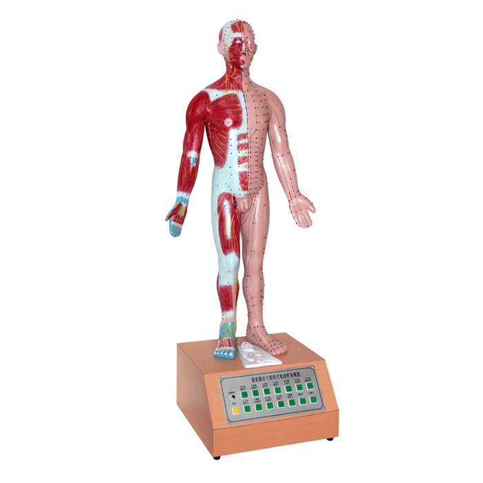 电动语言十四电动针灸模型