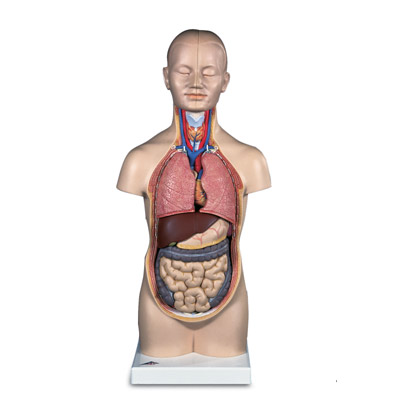 进口小型躯干模型(12部分)-德国3B-B22