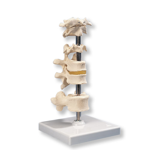 进口6块椎骨模型-德国3B-A75