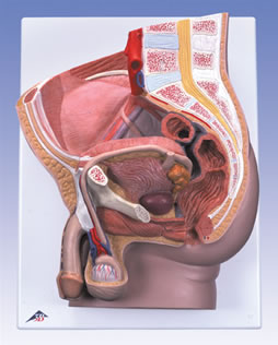 进口男性骨盆模型-2部分-德国3B-H11