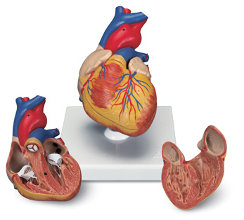 进口经典心脏模型-2部分-德国3B-G08