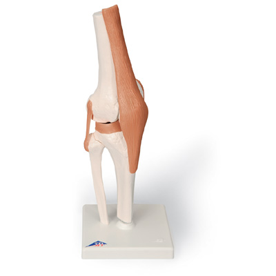 进口功能型膝关节模型-德国3B-A82